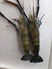 Premium Frozen Black Tiger Shrimp, Giant Freshwater Prawn & Seafood – HACCP, GMP, ISO Certified - Image 4